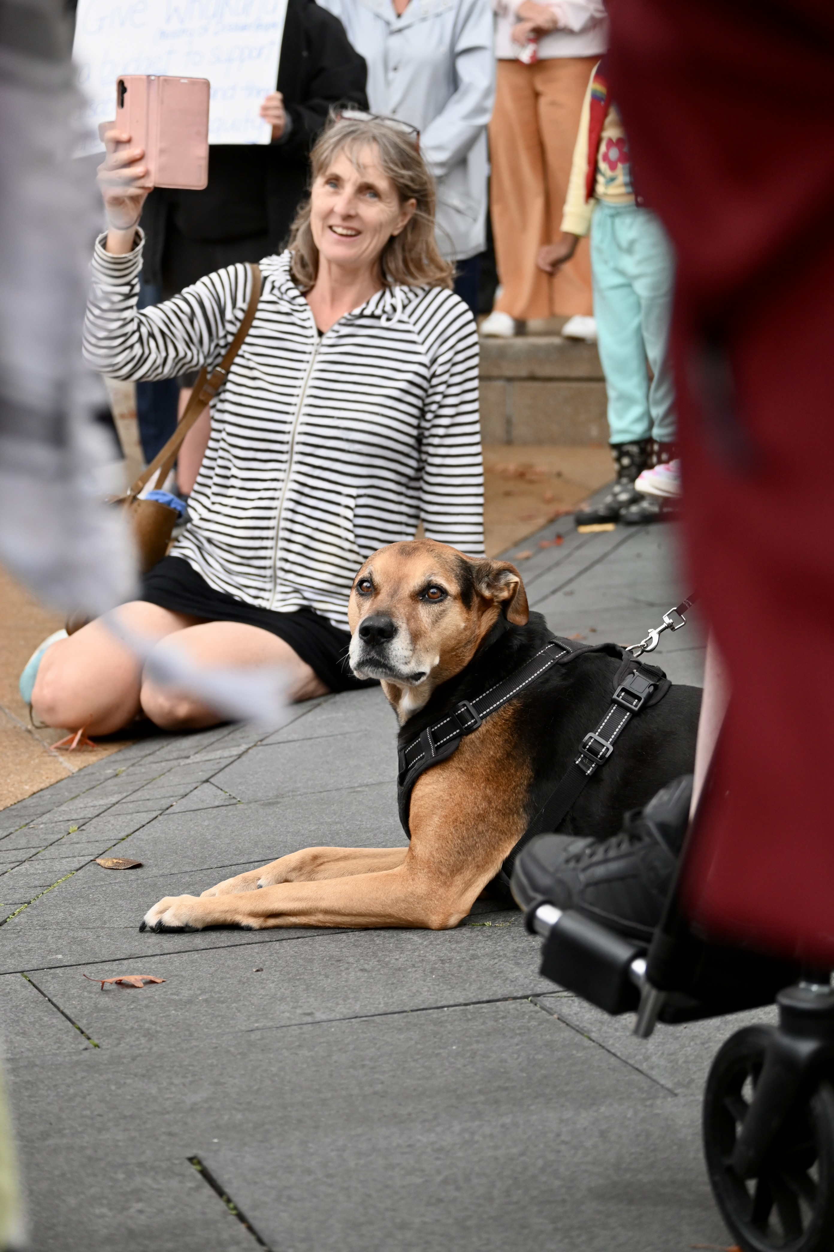 A dog is lying on the ground among a crowd. A woman is in the background recording on her phone.